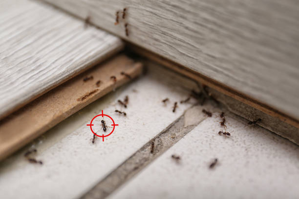 Best Residential Pest Control  in Bayou La Batre, AL